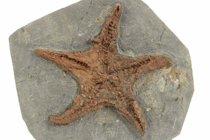 Upper Ordovician Fossil Starfish - Morocco #232759